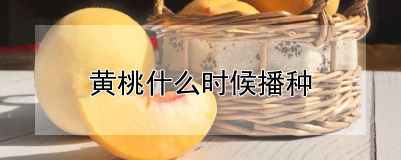 黄桃什么时候播种 黄桃播种方法和时间