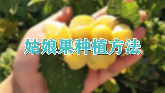 姑娘果种植方法（姑娘果种植方法与技术）