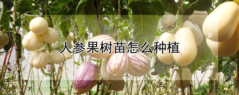 人参果树苗怎么种植（人参果树苗怎么种植管理）
