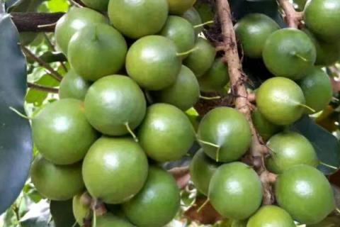 夏威夷果是什么树的果实