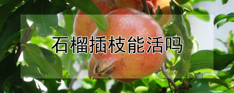 石榴插枝能活吗（石榴插枝能活吗视频）