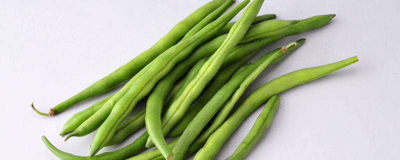 四季豆苗一般种几根一窝 四季豆一窝种几颗