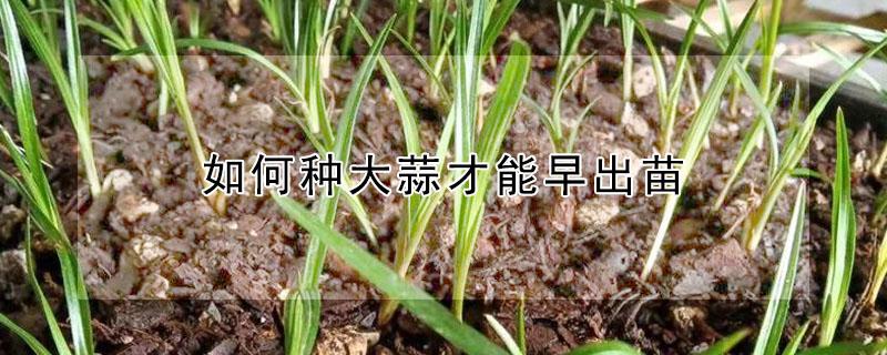 如何种大蒜才能早出苗 在家种大蒜几天出苗?