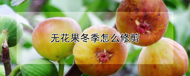 无花果冬季怎么修剪（盆栽无花果冬季怎么修剪）