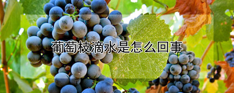 葡萄枝滴水是怎么回事 葡萄树滴水是怎么回事