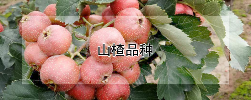 山楂品种 山楂品种介绍