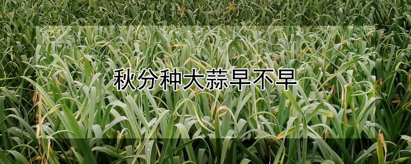 秋分种大蒜早不早 秋分种大蒜早不早收