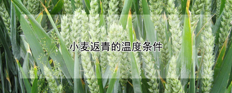 小麦返青的温度条件（小麦返青的温度条件是什么）