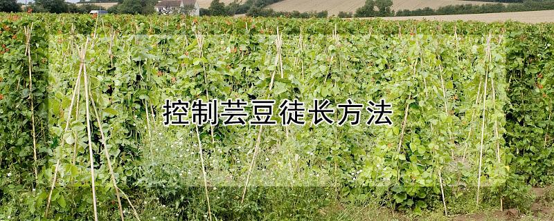 控制芸豆徒长方法（控制芸豆徒长方法有哪些）