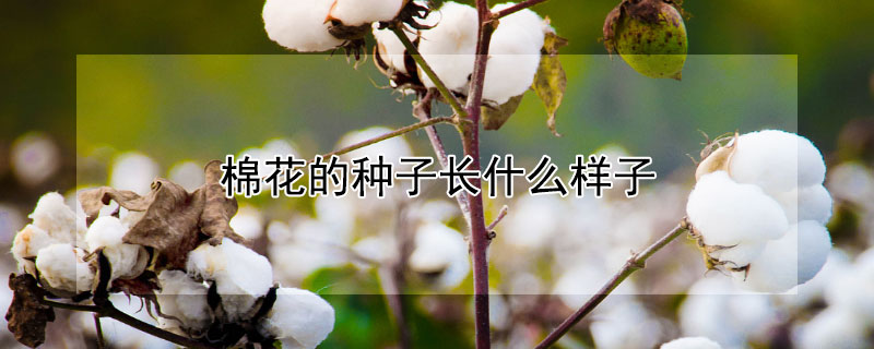 棉花的种子长什么样子（棉花的种子是什么样子的）
