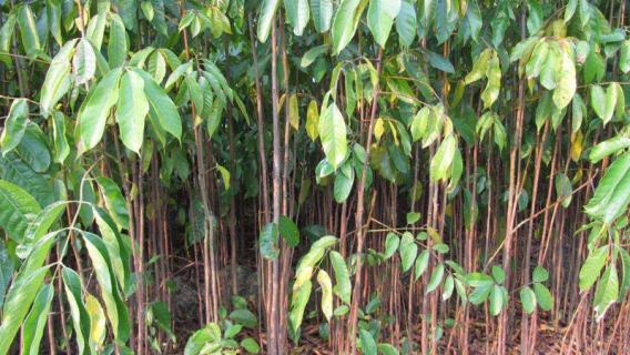 山竹长在树上还是地上（山竹长树上还是地上的）