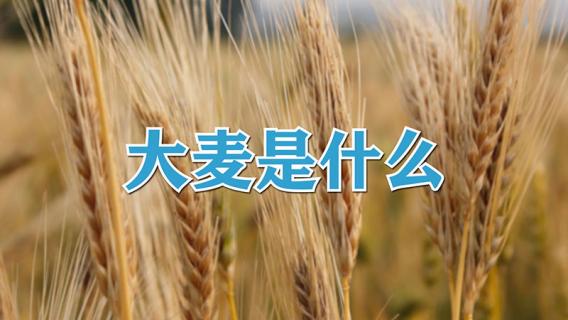 大麦是什么 大麦是什么软件