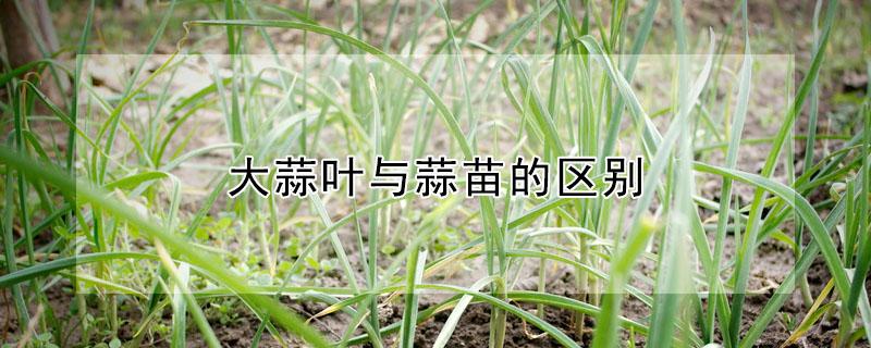 大蒜叶与蒜苗的区别（大蒜叶与蒜苗的区别是什么）
