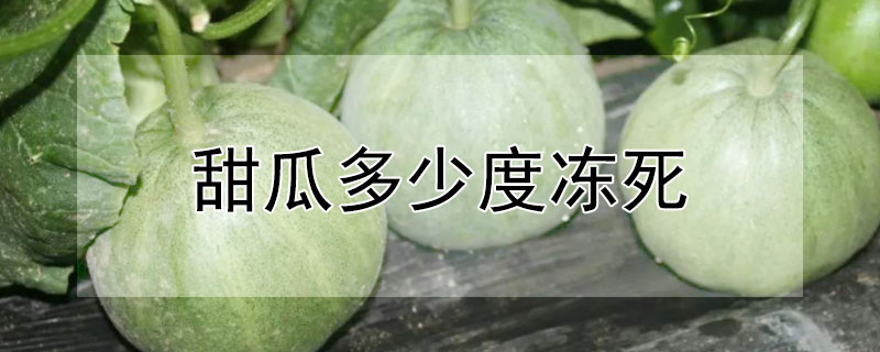 甜瓜多少度冻死（甜瓜几度会冻死）