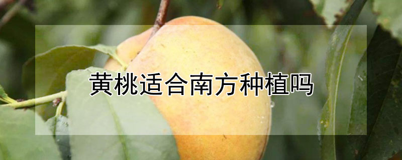 黄桃适合南方种植吗 黄桃适合南方种植吗冬天