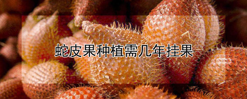 蛇皮果种植需几年挂果（蛇皮果种植需几年挂果子）