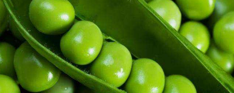 豌豆怎么搭架子 豌豆怎么搭架子好看