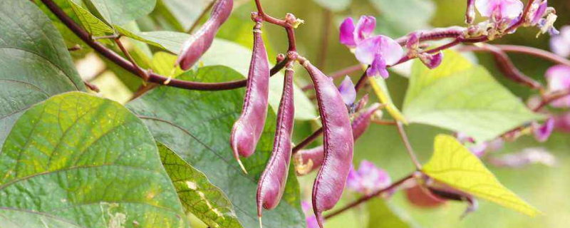 秋眉豆的种植方法和时间（秋眉豆什么时候种植）