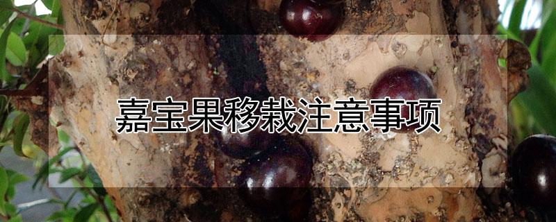 嘉宝果移栽注意事项（嘉宝果种植方法和注意事项）