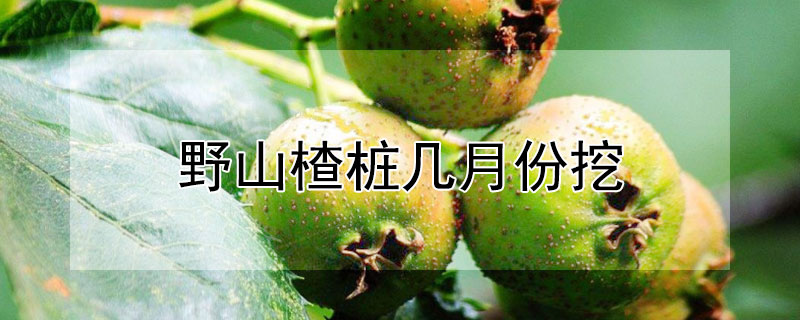 野山楂桩几月份挖（野山楂桩几月份挖比较好）