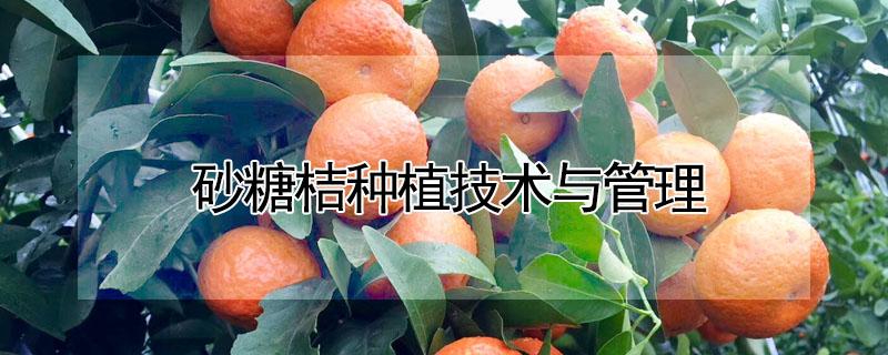砂糖桔种植技术与管理 砂糖桔种植技术与管理