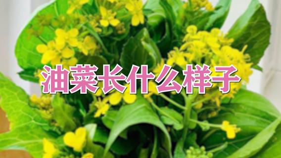 油菜长什么样子（油菜长什么样子算成熟）