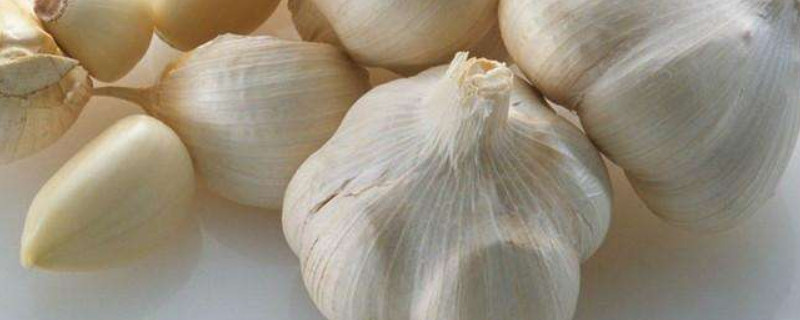 大蒜怎么种植 大蒜怎么种植方法