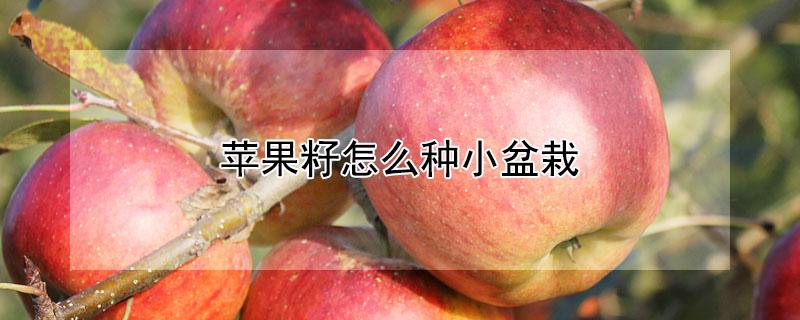 苹果籽怎么种小盆栽（苹果籽怎么种小盆栽几年结果）