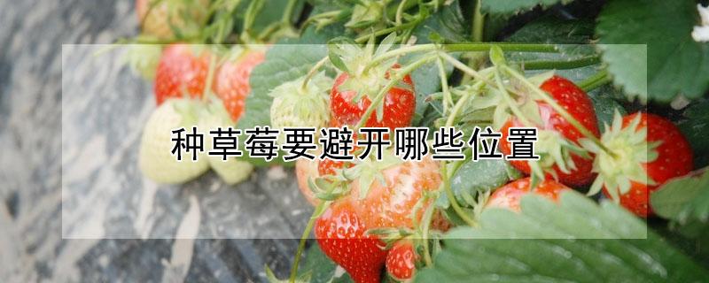 种草莓要避开哪些位置（种草莓应该放在哪里）