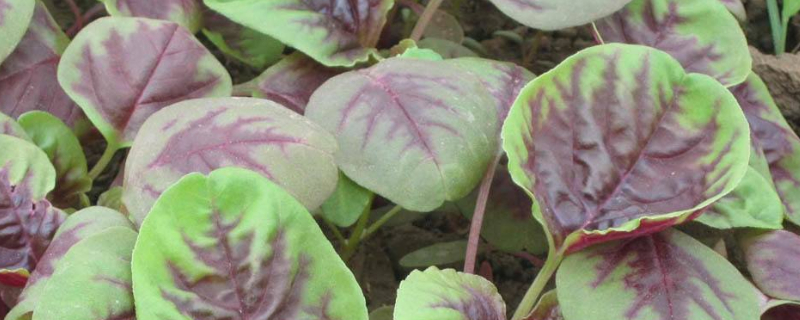 红苋菜播种后几天出苗（红苋菜什么时候移苗）