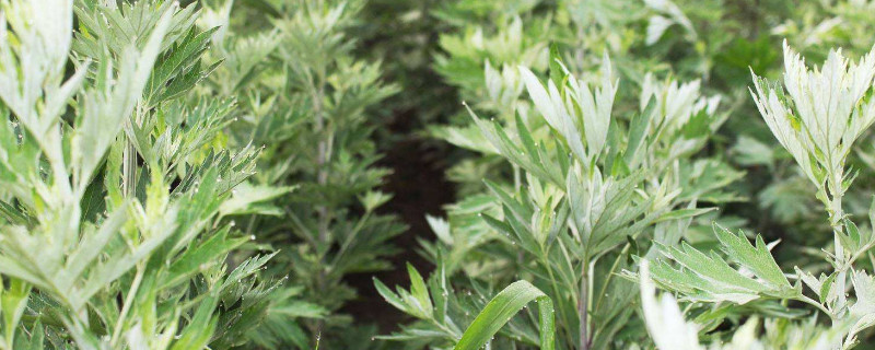 艾蒿和水蒿的区别（艾蒿和水蒿的区别是什么）