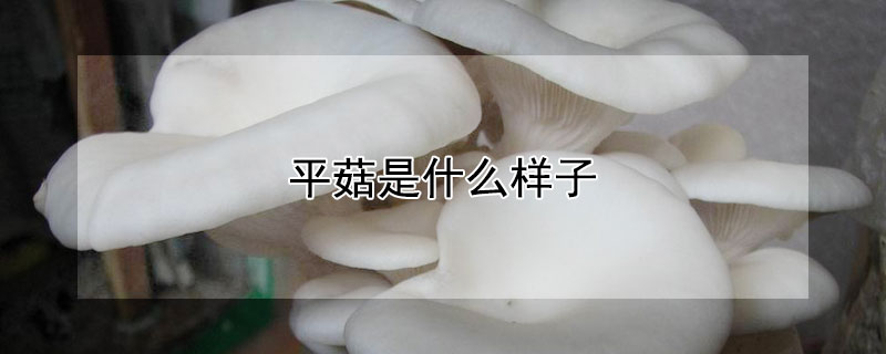 平菇是什么样子（平菇是什么样子求图片）