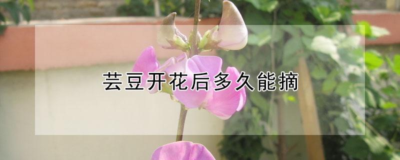 芸豆开花后多久能摘 芸豆开花后多久能摘下来