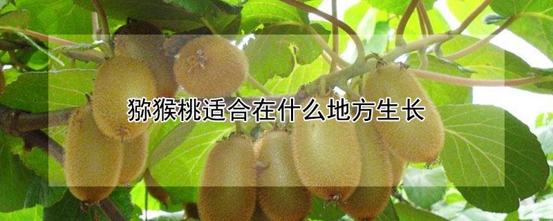 猕猴桃适合在什么地方生长（猕猴桃适合在什么地方生长种植）
