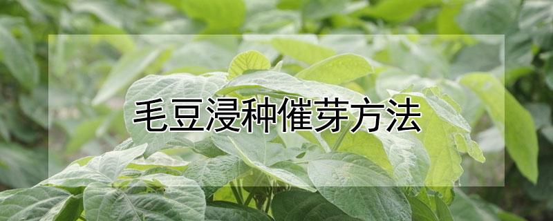 毛豆浸种催芽方法 毛豆种子催芽方法