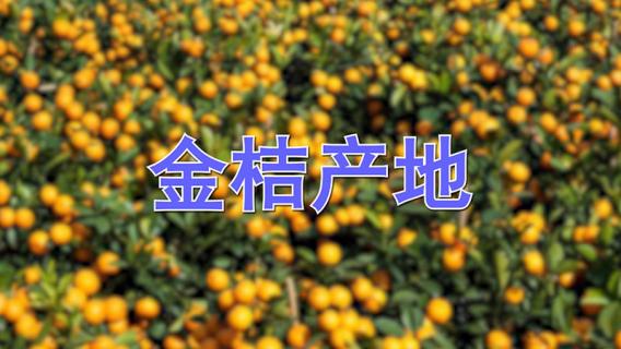 金桔产地 广西金桔产地