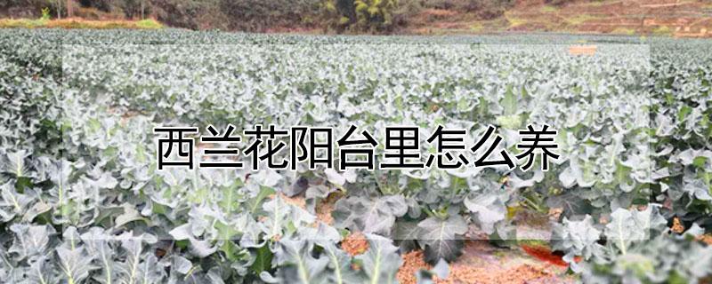 西兰花阳台里怎么养（西兰花阳台里怎么养护）