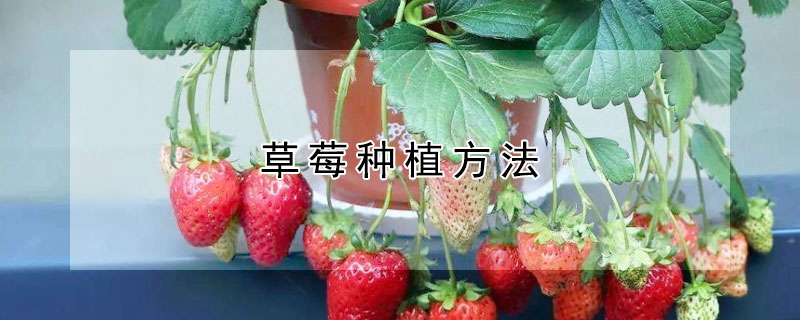 草莓种植方法 家庭阳台草莓种植方法