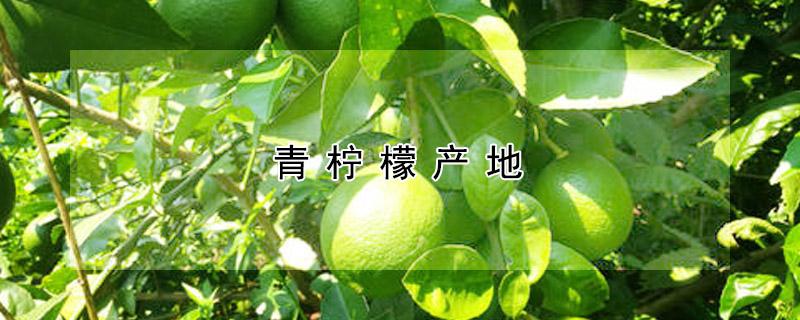 青柠檬产地（青柠檬产地什么地方好）