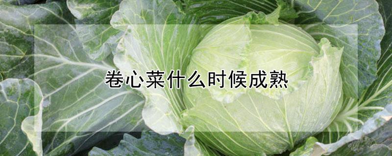 卷心菜什么时候成熟 卷心菜什么时候成熟采摘