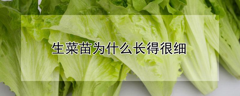 生菜苗为什么长得很细（生菜苗为什么长得很细呢）