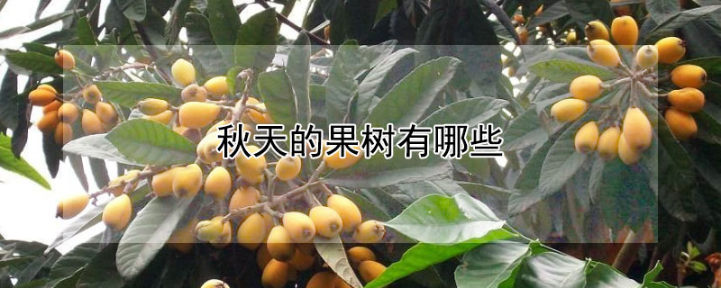 秋天的果树有哪些（南方秋天的果树有哪些）