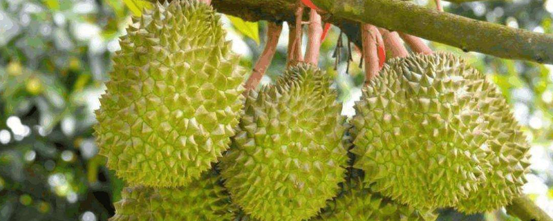 榴莲果苗怎么种 榴莲苗种植方法