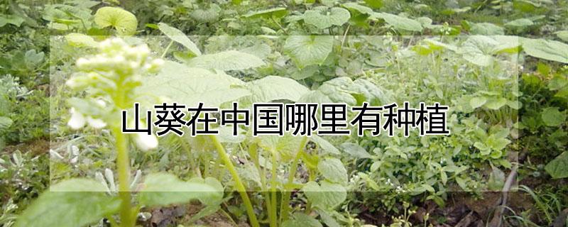 山葵在中国哪里有种植 山葵的种植地区