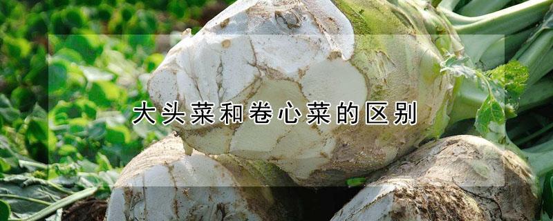 大头菜和卷心菜的区别 卷心菜是不是大头菜