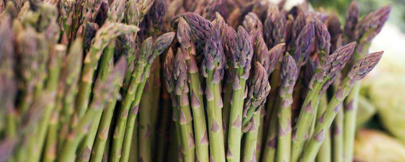 水培芦笋的养殖方法和注意事项（水培芦笋的养殖方法和注意事项图片）