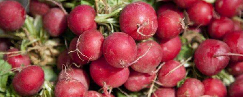 樱桃萝卜种植时间和方法（樱桃萝卜种植时间温度）