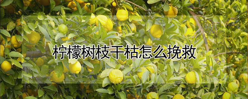 柠檬树枝干枯怎么挽救（柠檬树枝干枯怎么办）