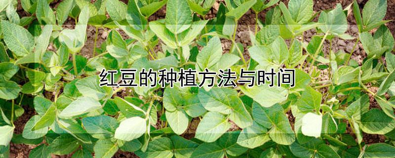 红豆的种植方法与时间 红豆的种植时间和方法