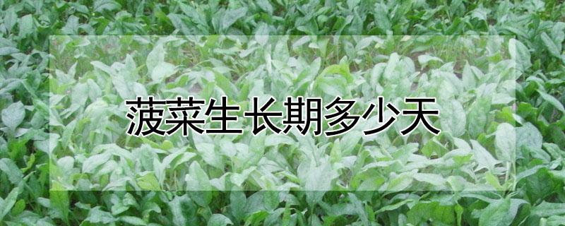 菠菜生长期多少天 菠菜生长期多少天可以吃
